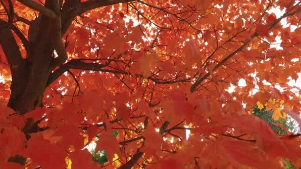 Inclinaison Des Branches Des Feuilles Érable Rouge — Video