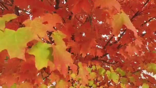 黄色和红色叶子 — 图库视频影像