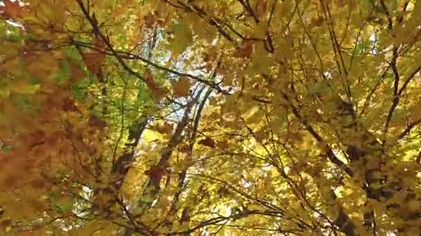 Gałęzie Liśćmi Jesieni — Wideo stockowe