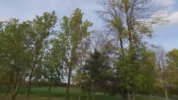 View Young Green Trees — Stockvideo