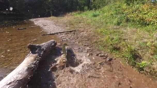 Fish Stranded Riverside — Stockvideo