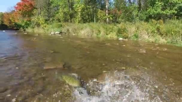 Fish Swimming Small River — Stockvideo