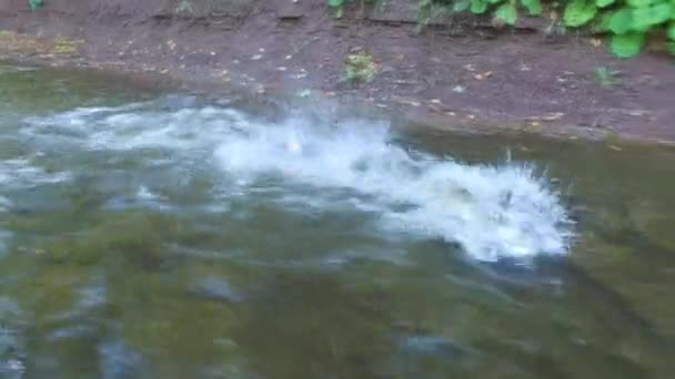 川で魚を釣る — ストック動画