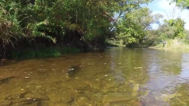 Fish Swimming River — Stock Video