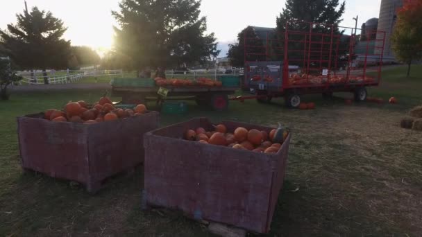 Calabazas Cosechadas Cajas Madera — Vídeos de Stock