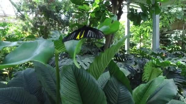 Motyl Zielonym Liściu — Wideo stockowe
