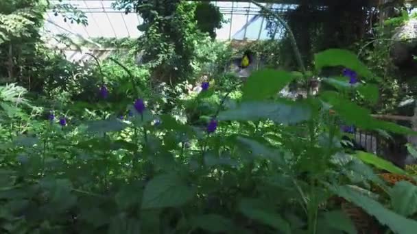 Schmetterling Und Lila Blumen — Stockvideo