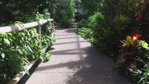 Beco Com Plantas Verdes Dentro Uma Casa Borboleta — Vídeo de Stock