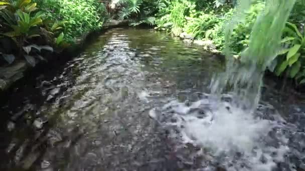 庭の小さな滝 — ストック動画