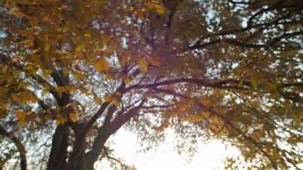 秋の枝を閉じて — ストック動画