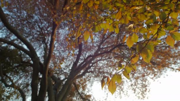 Uma Árvore Outono Conceito Natureza — Vídeo de Stock
