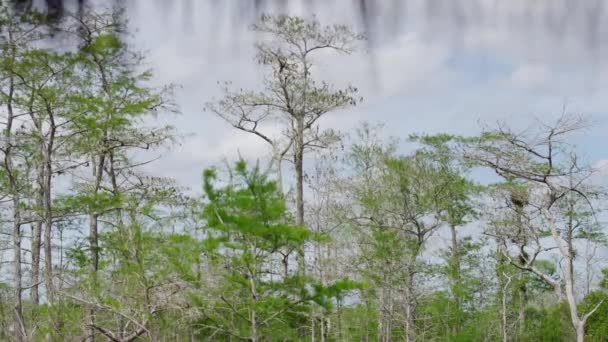 Árboles Bosque — Vídeos de Stock