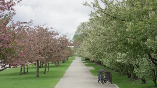 咲く木のある公園 — ストック動画