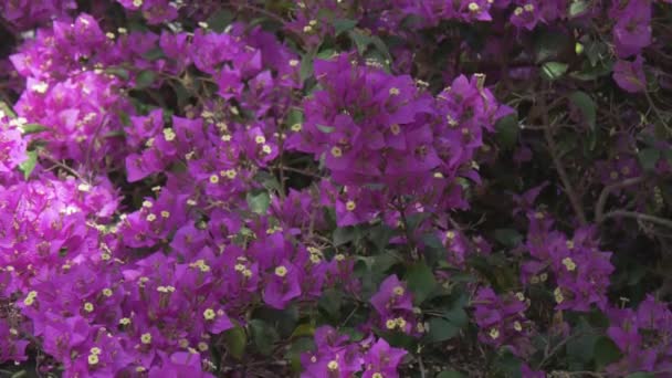 Inclinado Hacia Arriba Flores Rosadas — Vídeo de stock