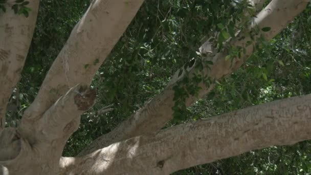 Nom Gravé Sur Des Branches Arbres — Video