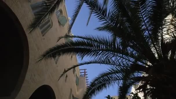 Buildings Palm Trees — Stock Video