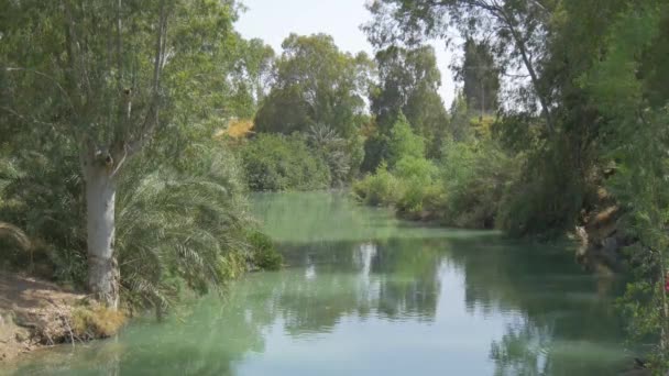 约旦河沿岸的树木 — 图库视频影像