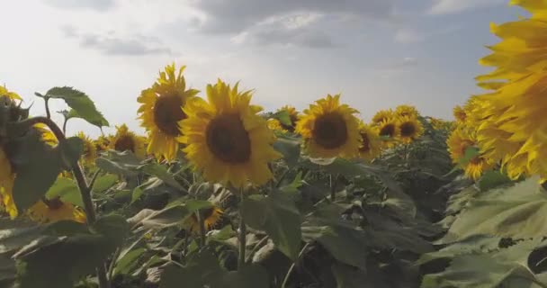 Pohled Slunečnicové Pole — Stock video