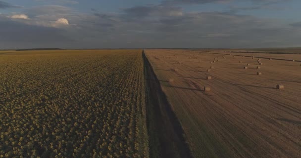 Luftaufnahme Landwirtschaftlicher Flächen — Stockvideo