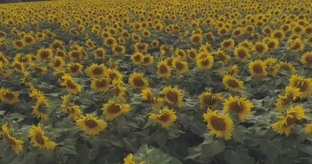 Sunflower Field Cloudy Sky — Stock Video