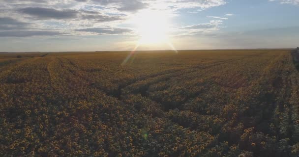 Sol Brilhando Acima Campo — Vídeo de Stock