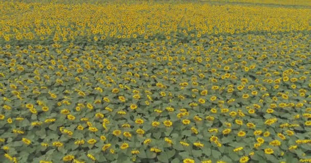 Aerial Sunflower Field — Stock Video
