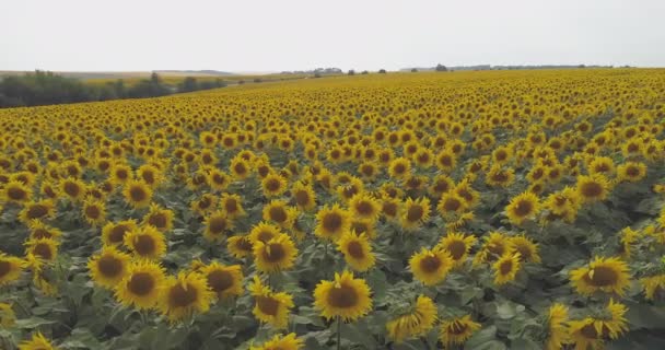 Pan Dreapta Unui Câmp Floarea Soarelui — Videoclip de stoc