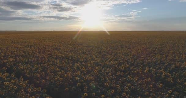 Sun Shining Sunflower Field — Stock Video