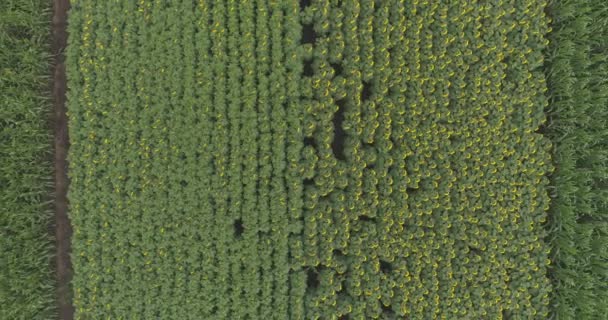 Campo Girasol Visto Desde Arriba — Vídeo de stock