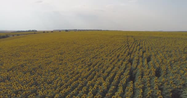 Vue Aérienne Champ Tournesol — Video