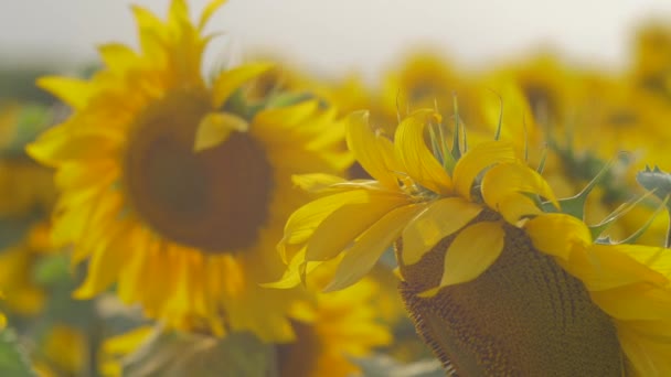 View Yellow Sunflowers — Stock Video