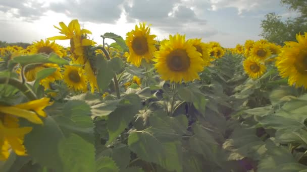 Vista Campo Girassol — Vídeo de Stock