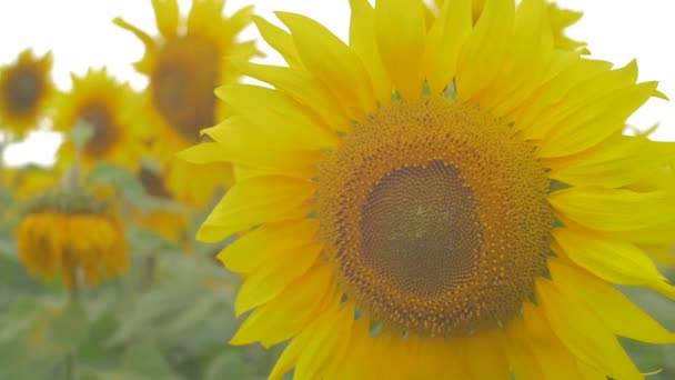 Вид Жовтий Соняшник — стокове відео