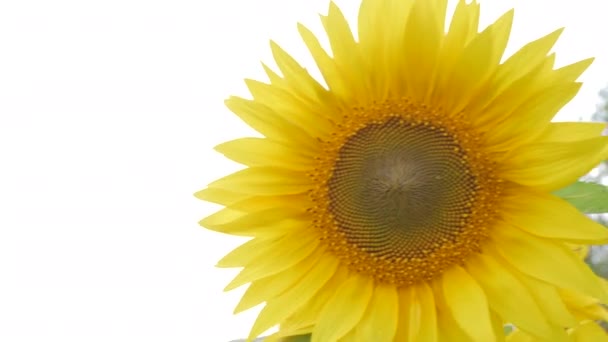 Uitzicht Een Gele Zonnebloem — Stockvideo