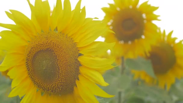 Primer Plano Girasoles Amarillos — Vídeos de Stock