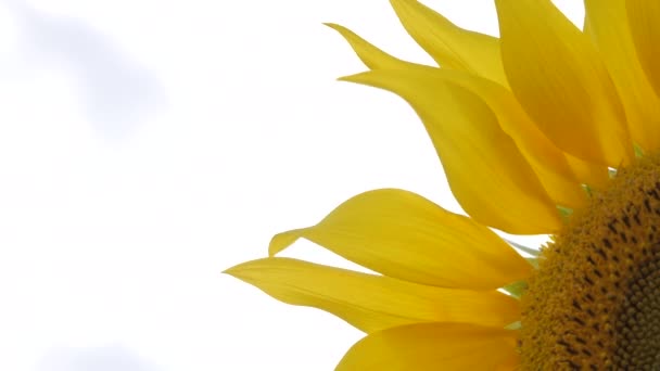 Close View Sunflower Petals — Stock Video