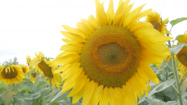 Sonnenblumen Auf Einem Feld — Stockvideo