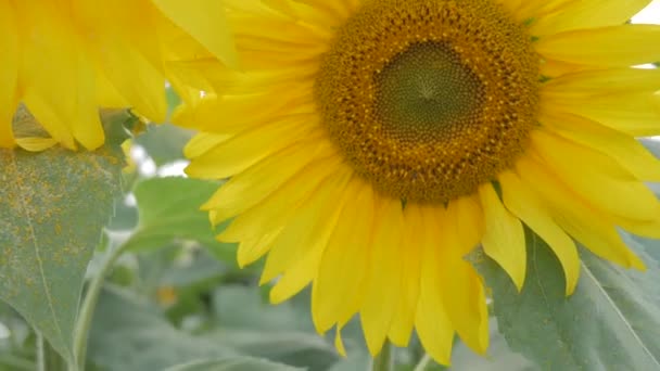 Primo Piano Girasole Giallo — Video Stock