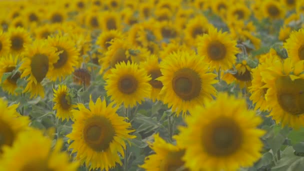 Blick Auf Ein Sonnenblumenfeld — Stockvideo