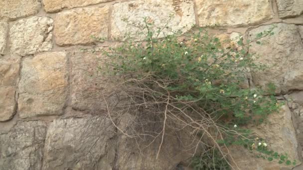 Steinmauer Und Pflanze — Stockvideo