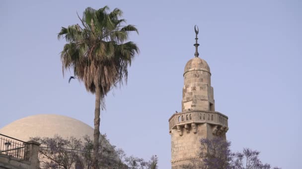 Turm Und Palme Jerusalem — Stockvideo