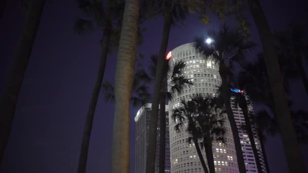Niski Kąt Wież Palm Nocy — Wideo stockowe