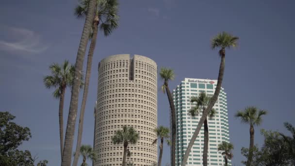 Palm Trees Towers Tampa — Vídeo de Stock