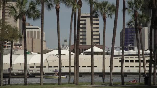 Tampa Riverwalk Seen Palm Tree Trunks — Video