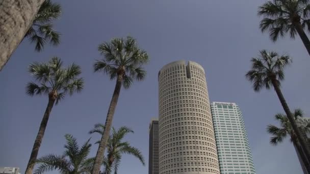 Pan Right Towers Palm Trees — Stockvideo