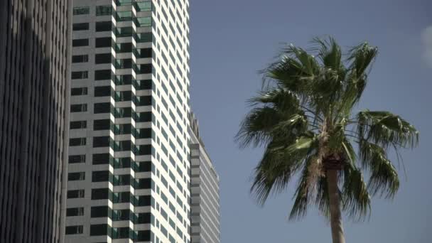 Palm Tree Towers — Stock Video