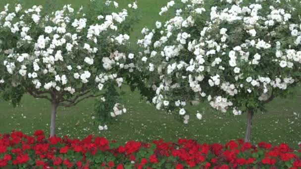 Białe Czerwone Kwiaty — Wideo stockowe