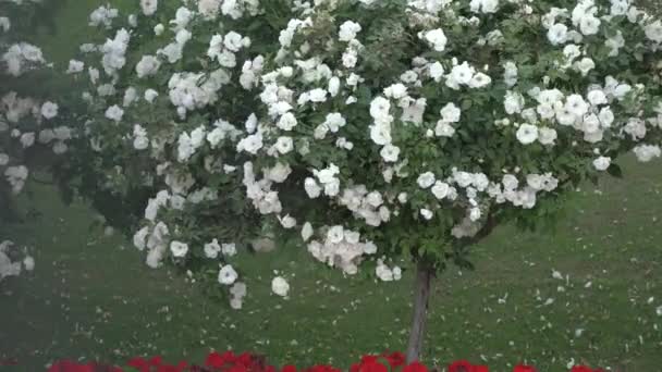 Kwitnące Drzewo Białymi Kwiatami — Wideo stockowe