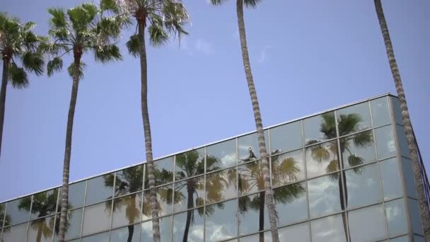 Tilt View Palm Trees — Stock Video