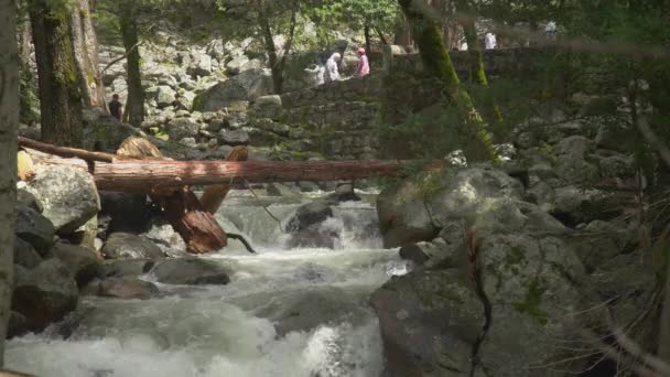 Río Dentro Del Bosque — Vídeos de Stock